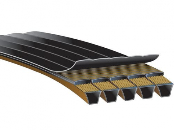Banded belt Predator PowerBand